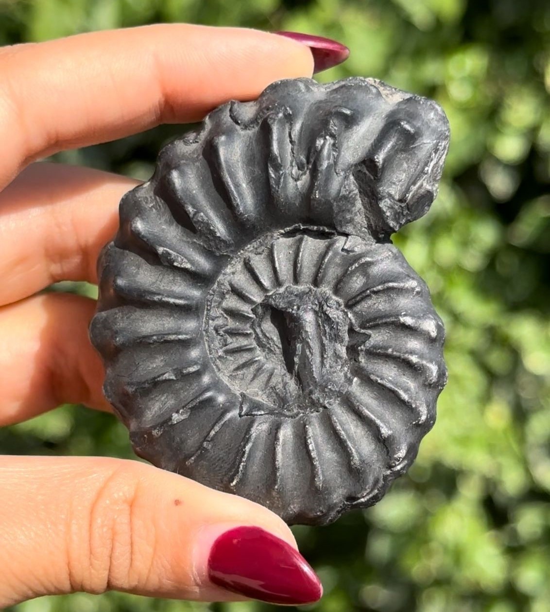 Ammonites