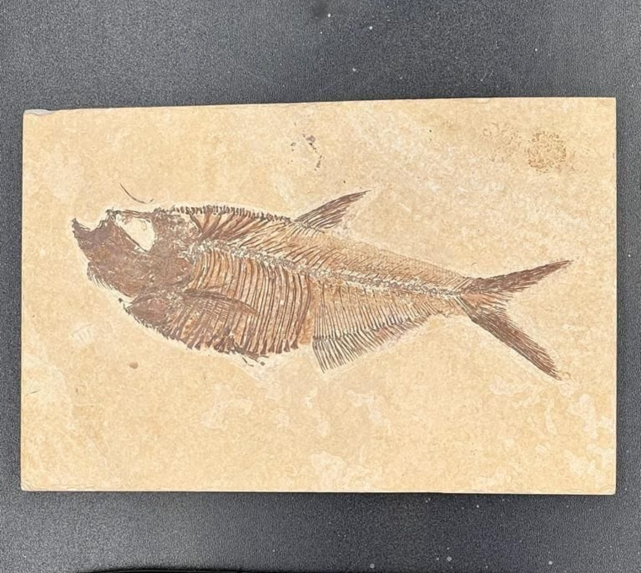 Fish Fossils
